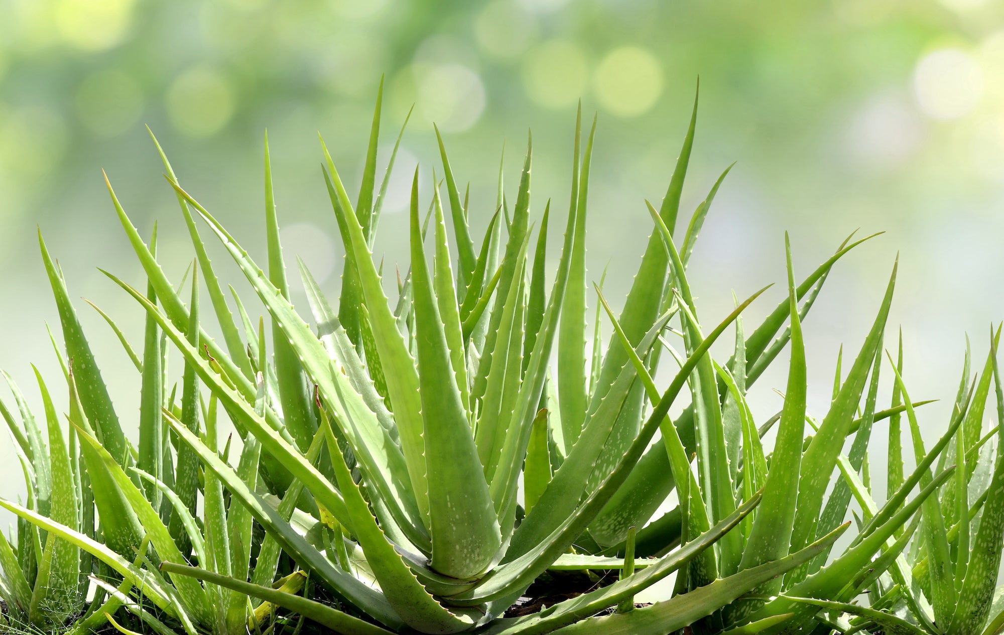 How to Incorporate Aloe into Your Skincare Routine for Radiant, Healthy-Looking Skin
