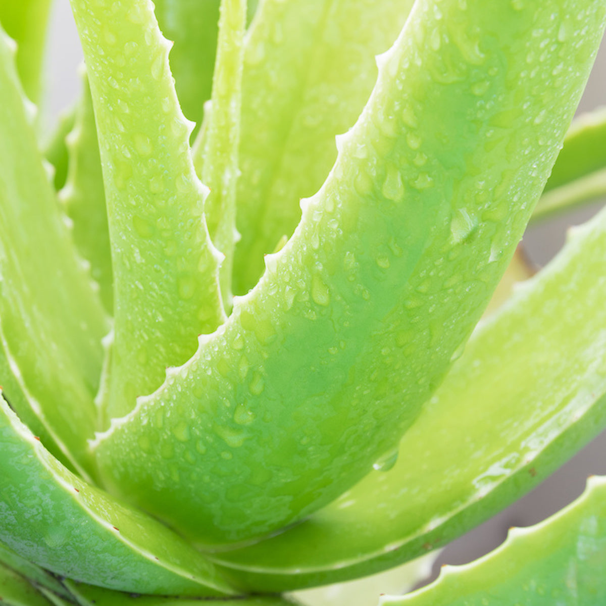 Aloe Vera: The Plant of Immortality