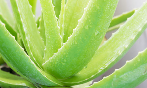 Aloe Vera: The Plant of Immortality